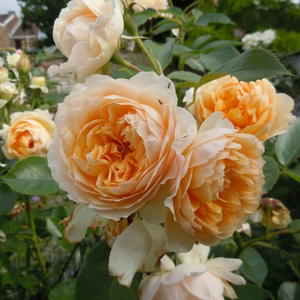 Poзa Баф Бьюти - желтая - Парковая кустовая роза 